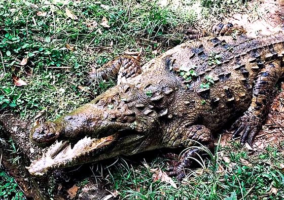 Caim&aacute;n en un parque de fauna cerca de Melgar, Tolima