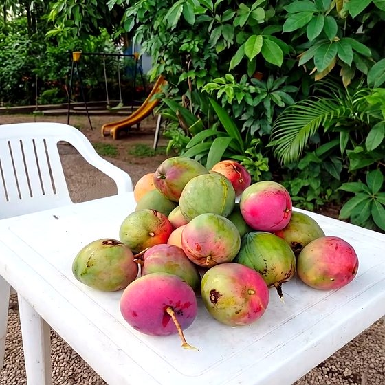 Mangos maduros reci&eacute;n recogidos sobre una mesa en un patio en Melgar, Tolima