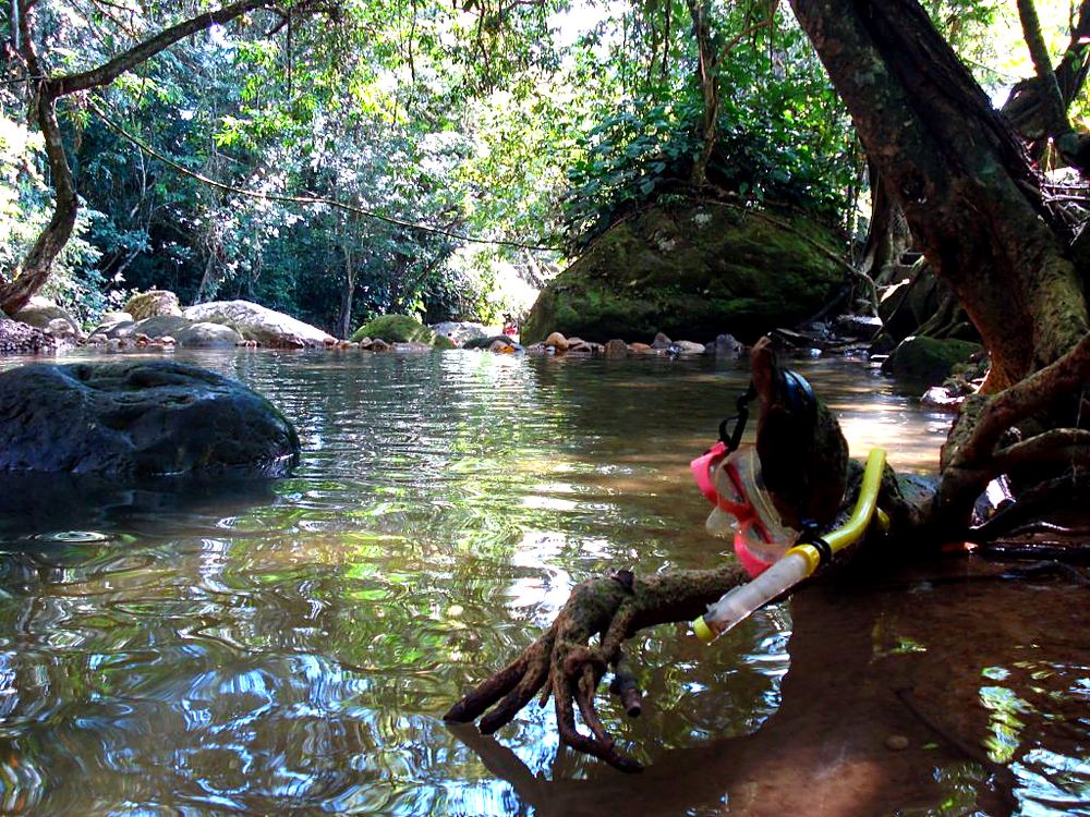 Quebrada de aguas claras con árbol de raíces grandes y vegetación tropical cerca de Melgar