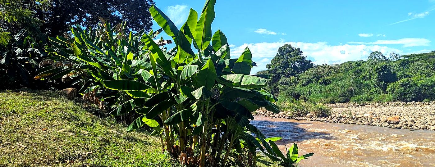 R&iacute;o y vegetaci&oacute;n tropical cerca de Melgar, Tolima